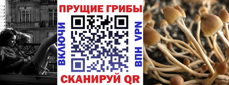 сколько стоит Туапсе гидра ссылка Галлюциногенные грибы Cubensis